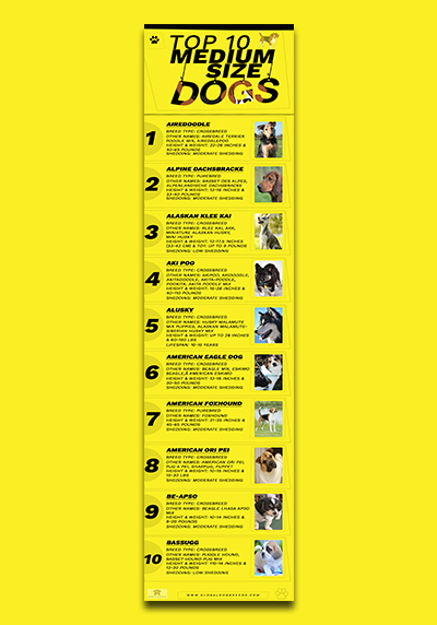 Top 10 Medium Dogs